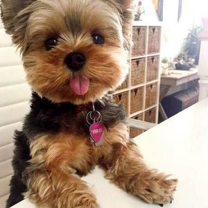 Meet your Posher, Carla